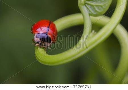 Red Ladybug On Leaf