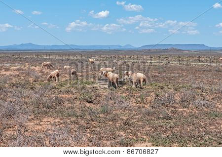 Typical Arid Karoo Landscape