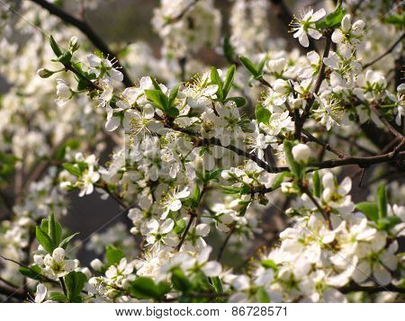 flowering apple-tree