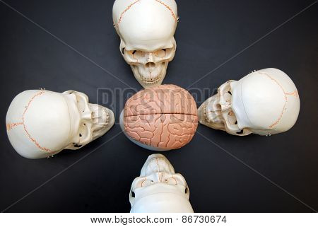 Four Skulls Looking at Brain