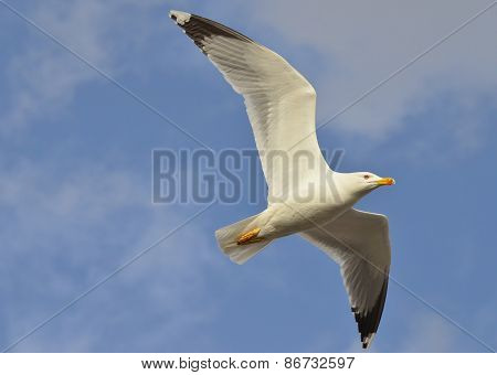 Seagull Flying