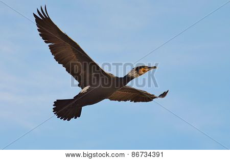Cormorant