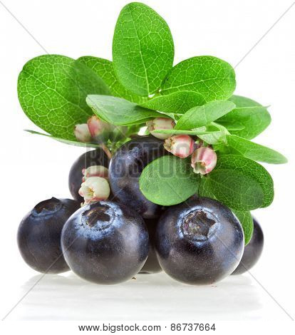 Fresh berry blueberries  flowering close up macro isolated