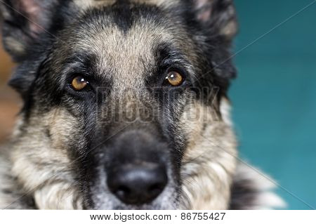 Serious Dog