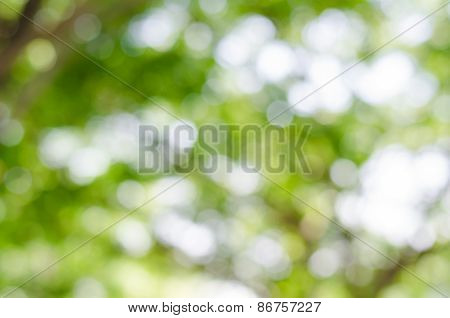 Bokeh(out Of Focus)