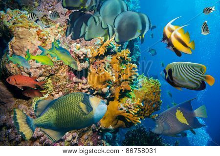 Colorful underwater offshore rocky reef with coral and sponges and small tropical fish swimming by in a blue ocean