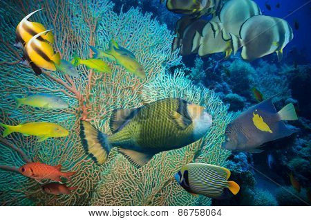 Tropical Fish and Coral Reef on Red Sea