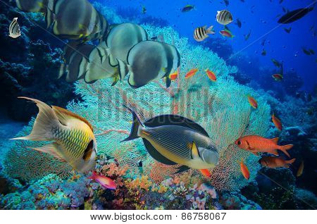 Colorful underwater offshore rocky reef with coral and sponges and small tropical fish swimming by in a blue ocean