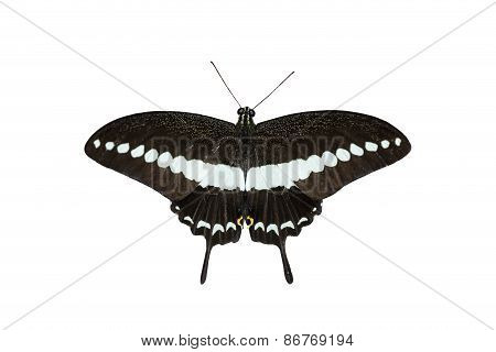 Isolated Banded Swallowtail Butterfly (papilio Demolion)