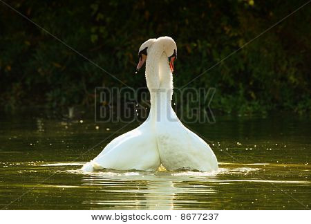 Loving Swans