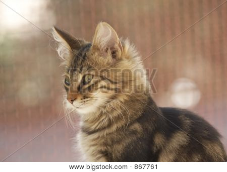 Kat