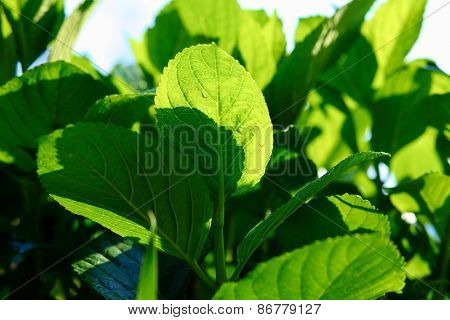 green leaves and grass