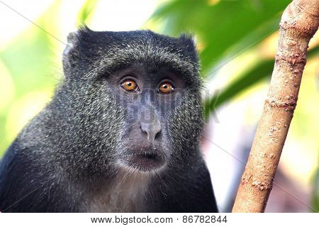 Portrait Of A Blue Diademed Monkey