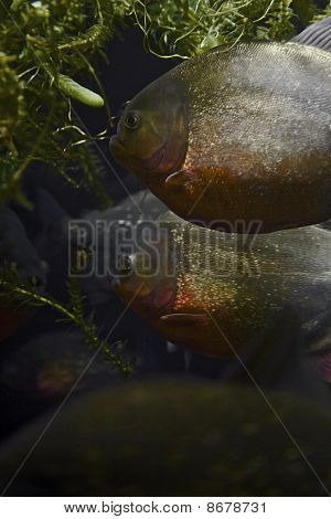 Piranha 's