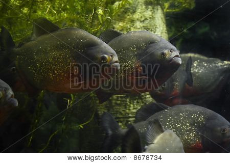 Piranha 's