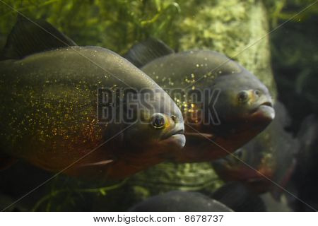 Piranha 's
