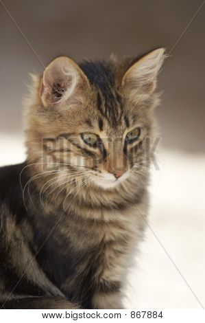 Kat