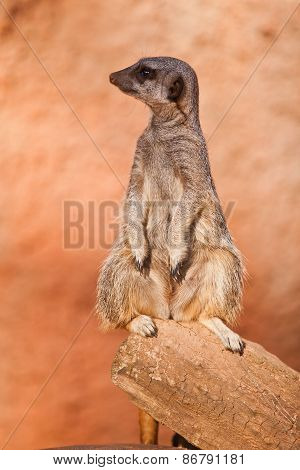 One Standing Alert Mercats (surikata)