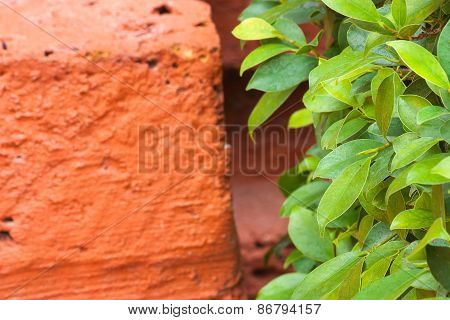 Bushes In A Park