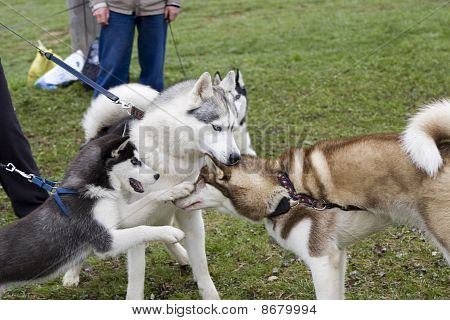 Siberian husky guidabile