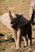 Bebé elefante