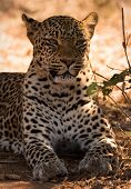 Leopardo (panthera pardus)