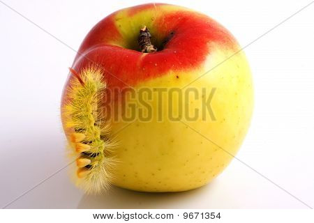 Housenka a Apple