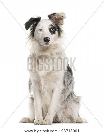Border Collie sitting with heterochromia in front of a white background