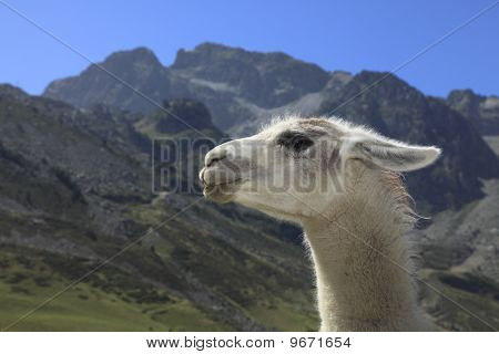 Lama-Profil und Pyrenäen