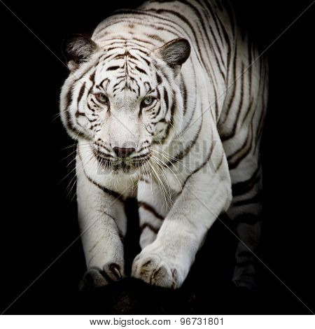 White Tiger Jumping Isolated On Black Background