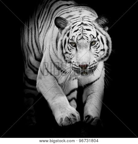 White Tiger Jumping Isolated On Black Background