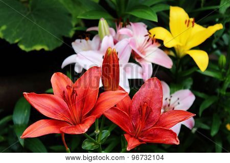 Lilies