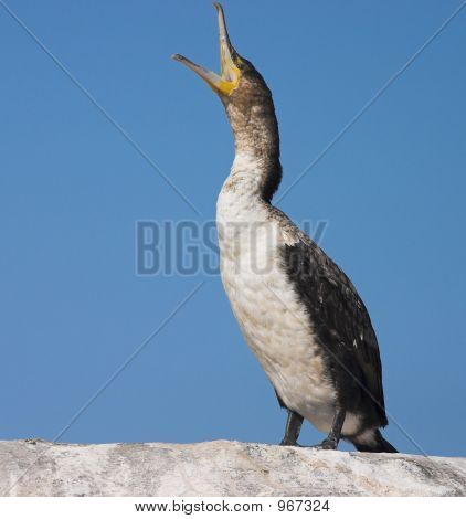 Whitebreasted Cormorant1