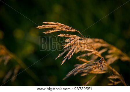 Stalks Of A Dry Grass