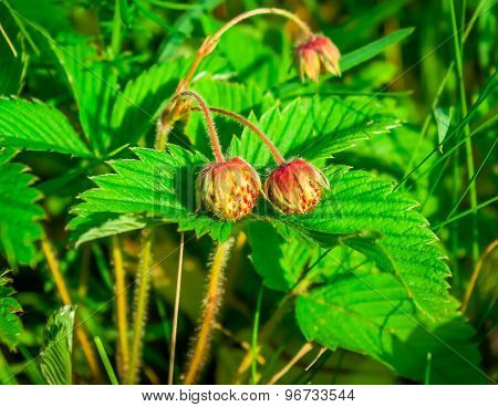 Unripe Strawberries