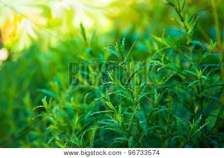 Good Green Tarragon