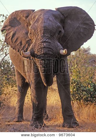 Afrikansk elefant tjur