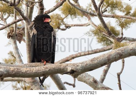Bateleur Eagle (terathopius Ecaudatus) Perched On One Foot