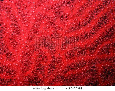 Closeup Of Red Gorgonian Paramuricea Clavata