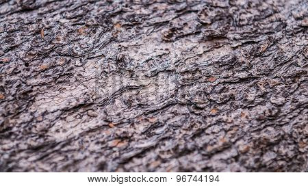 Tree Bark Texture Background Pattern Close-up