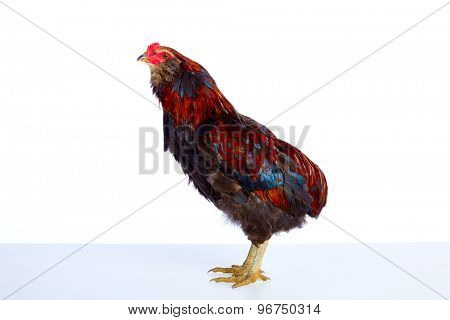 Male Rooster Araucana Easter egger breed in white background