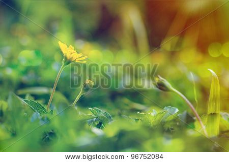 Climbing Wedelia Flower In Vintage Style