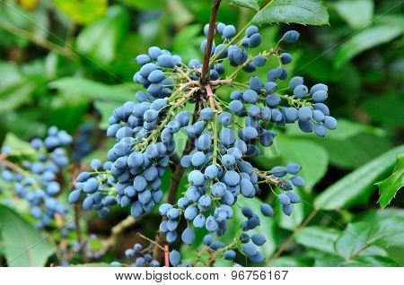 Mahonia aquifolium
