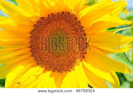 Sunflower