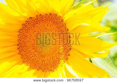 Sunflower Center
