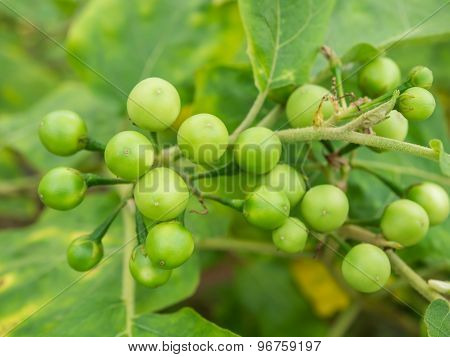 Group Small Vegetable Of Solanum Torvum On The Tree.