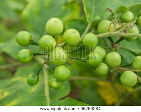 Group Small Vegetable Of Solanum Torvum On The Tree.