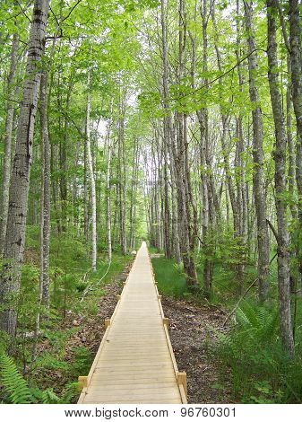 Jessup Trail