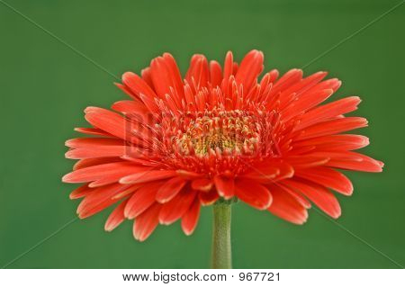 Nahaufnahme Gerbera (rötlich-Orange) W/grün Bkgd