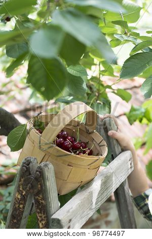 Child Harvesting Morello Cherries